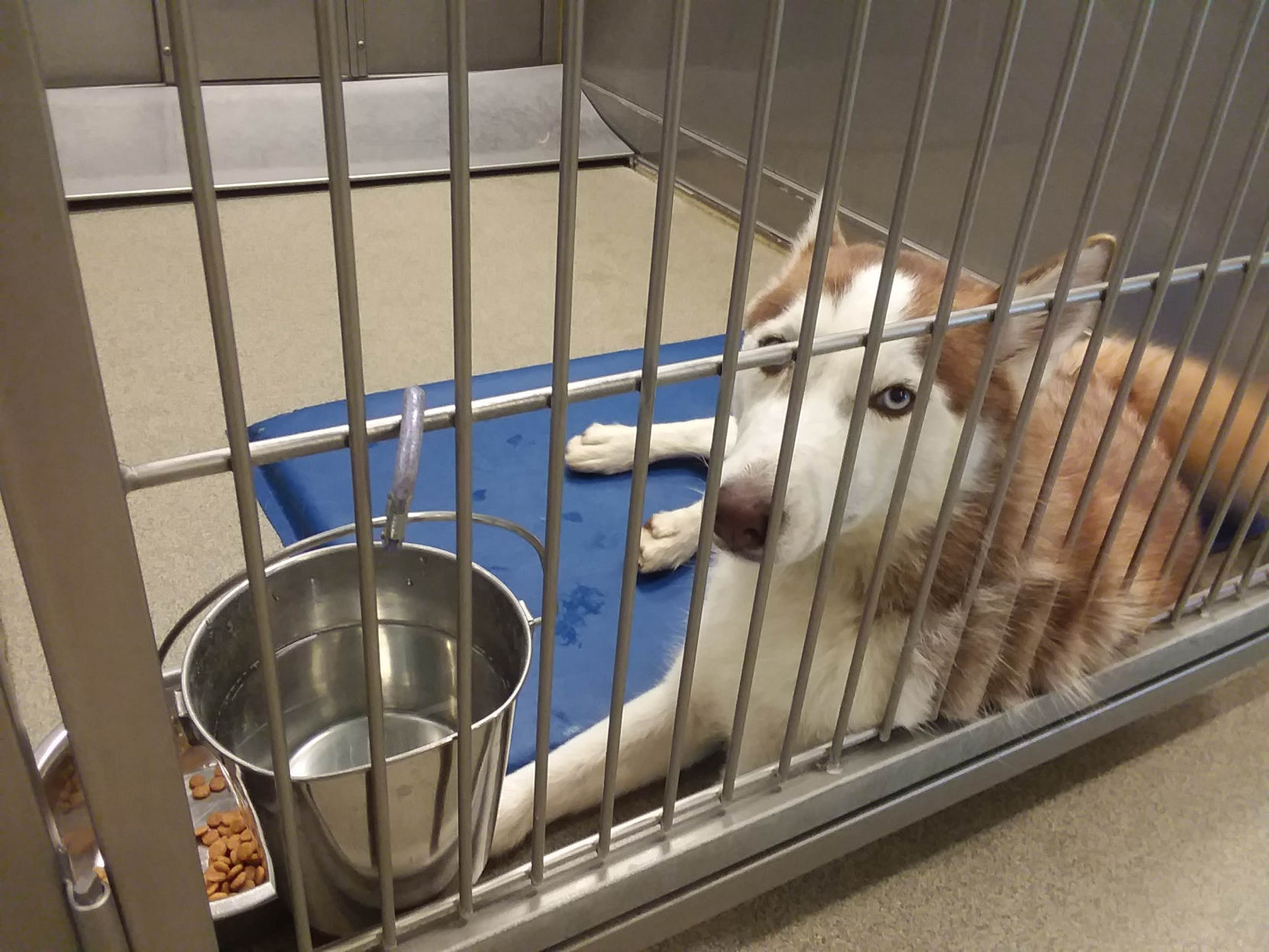 Kearney Animal Shelter